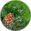 Close-up of a pinecone nestled in green pine needles, captured within a circular frame.